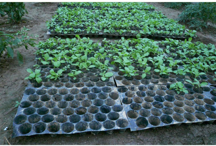 塑料育苗盘黑色圆孔穴盘白色种植盘绿色圆形菜盘瓜果蔬菜苗玉米盘